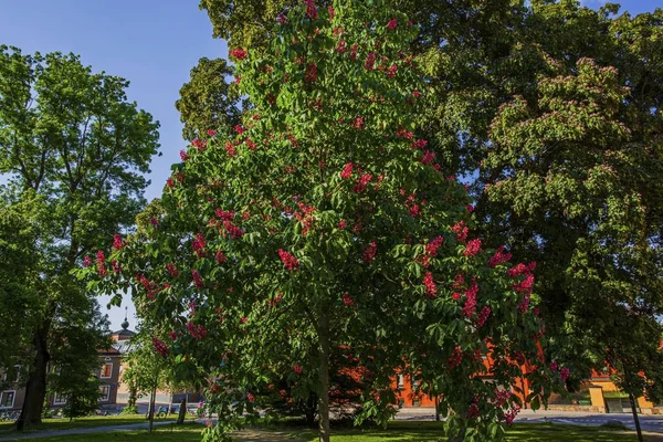 Prachtig Uitzicht Grote Oude Groene Boom Met Roze Rode Bloeiende — Stockfoto