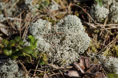 İzole edilmiş mavi yosunların yakın görünümü. Güzel doğa arka planlar.