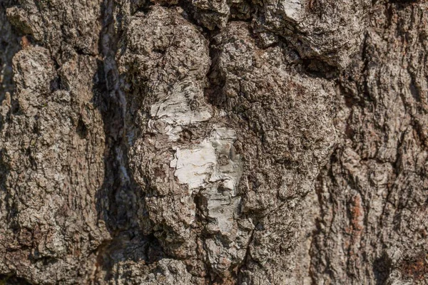 Υφή Φόντο Του Παλιού Φλοιού Δέντρου Όμορφες Υφές Υπόβαθρων Φύση — Φωτογραφία Αρχείου