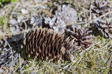 Mavi yosun izole kahverengi çam konisi Muhteşem yakın görünümü. Güzel doğa arka planlar.