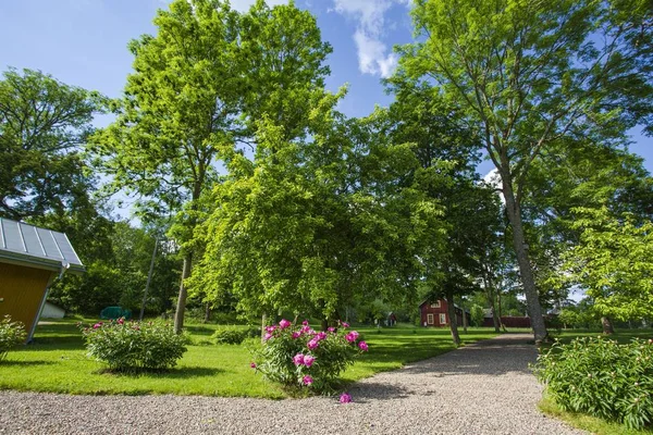 Magnífica Vista Del Jardín Privado Árboles Verdes Arbusto Peonía Cielo — Foto de Stock