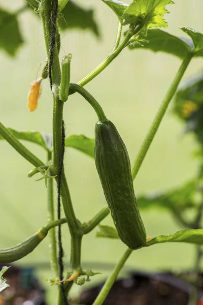 Nahaufnahme Der Ersten Gurken Konzept Für Gesunde Ernährung Schöne Grüne — Stockfoto