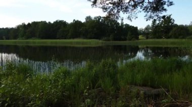 Güneşli yaz gününde muhteşem doğa manzara görünümü. Yeşil ağaçlar ve mavi gökyüzü arka plan üzerinde göl etrafında bitkiler. Güzel arka planlar. Zaman atlamalı.