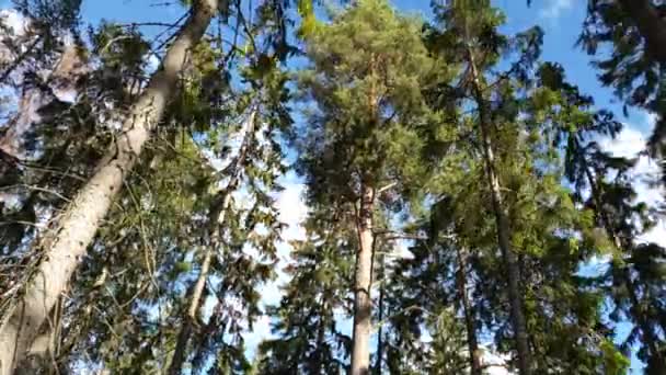 Hermosa Vista Las Copas Verdes Los Árboles Altos Cielo Azul — Vídeo de stock