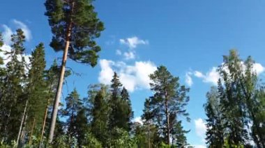 Zaman atlamalı. Güzel güneşli yaz gününde muhteşem manzara görünümü. Yeşil ağaçlar ve mavi gökyüzü arka plan üzerinde bitkiler. Güzel arka planlar.