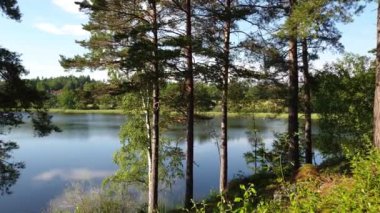 Zaman atlamalı. Güneşli yaz gününde muhteşem doğa manzara görünümü. Yeşil ağaçlar ve mavi gökyüzü arka plan üzerinde göl etrafında bitkiler. Güzel arka planlar.