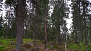 Mavi gökyüzü arka planda yeşil çam ağaçları ile orman kayalık tepenin muhteşem görünümü. Güzel doğa peyzaj arka.