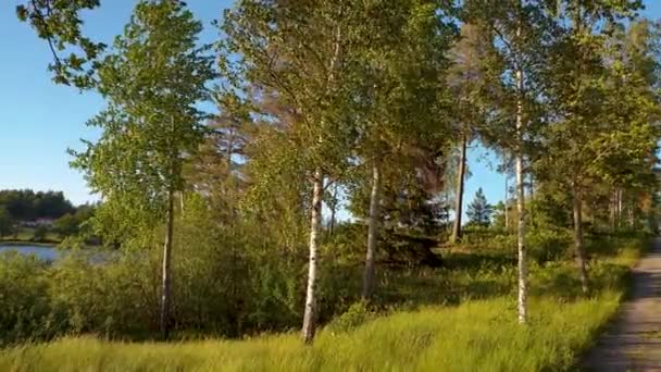 夏の日の自然景観の豪華な景色 緑の木 植物や湖と森林の風景 スウェーデン ヨーロッパ — ストック動画