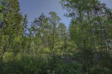 Güneşli yaz gününde muhteşem manzara manzarası. Mavi arka planda yeşil ağaçlar ve bitkiler. Güzel arka planlar.
