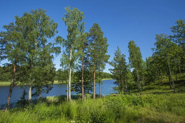 Gorgeous Nature Landscape View Lake Green Tall Trees Blue Sky — Stock Photo, Image