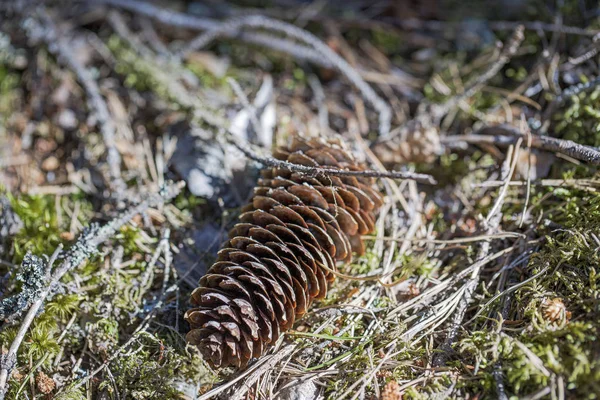 Mavi yosun izole kahverengi çam konisi Muhteşem yakın görünümü. Güzel doğa arka planlar.