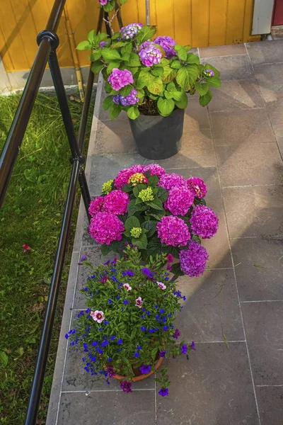 Όμορφη Θέα Από Λουλούδια Της Κατσαρόλας Έξω Από Σπίτι Πολύχρωμα — Φωτογραφία Αρχείου