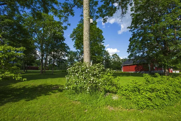 정원의 배경과 하늘에 스웨덴 — 스톡 사진