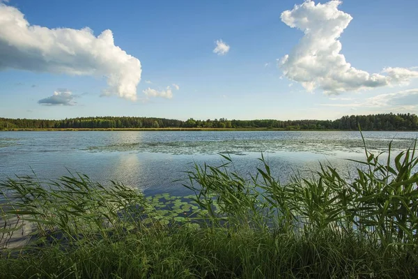 Belle Vue Sur Eau Lac Bleu Foncé Avec Nénuphars Canard — Photo