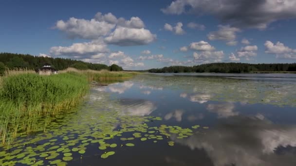 Vacker Naturlandskap Sommardag Vacker Spegel Vattenyta Med Näckrosor Grön Starr — Stockvideo