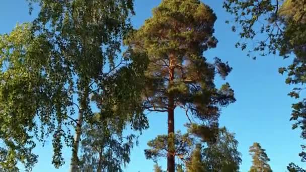 Prachtig Uitzicht Bewegende Toppen Van Hoge Bomen Achtergrond Van Blauwe — Stockvideo