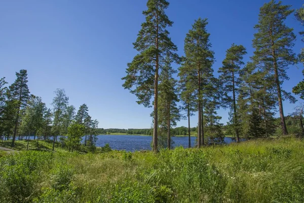 Przepiękny Widok Jezioro Przez Wysokie Drzewa Natura Piękne Tła Szwecja — Zdjęcie stockowe