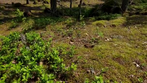 夏の日の自然景観の豪華な景色 緑の木 植物と森林の風景 スウェーデン ヨーロッパ — ストック動画
