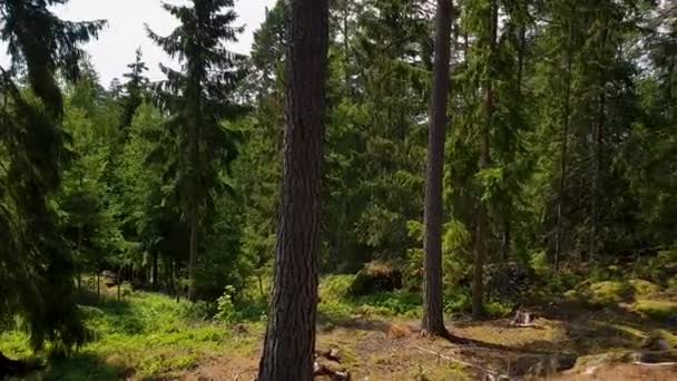 森の中の岩の自然景観の美しい景色 青空の背景に高緑の松の木 — ストック動画