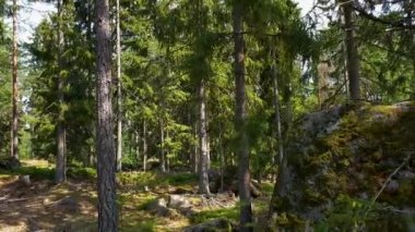 Ormanda kayalık doğa manzara güzel görünümü. Mavi gökyüzü arka plan üzerinde yüksek yeşil çam ağaçları.