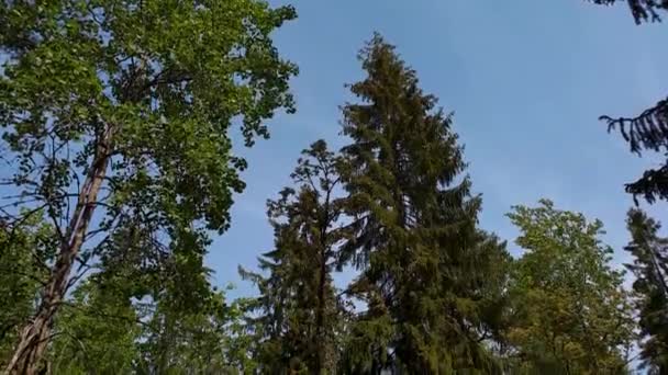 Herrliche Aussicht Über Die Naturlandschaft Einem Sommertag Waldlandschaft Mit Grünen — Stockvideo