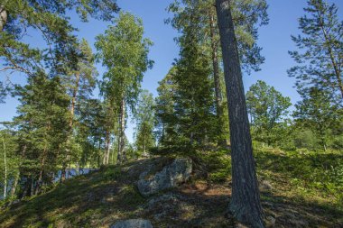 Yaz gününde doğa manzara üzerinde muhteşem bir görünüm. Yeşil ağaçlar, çalılar, bitkiler ve göl ile orman manzara. İsveç. Avrupa.