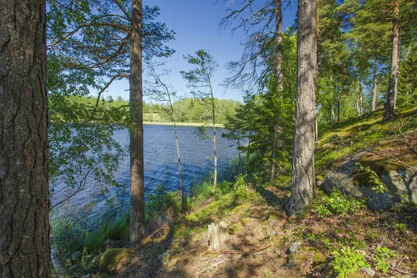 Wunderschöne Naturlandschaft Blick Auf Den See Mit Grünen Hohen Bäumen — Stockfoto