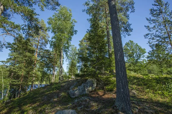 Чудовий Вид Природу Ландшафту Літній День Лісовий Ландшафт Зеленими Деревами — стокове фото