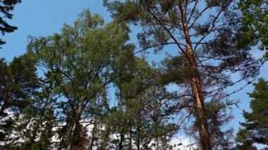 Mavi gökyüzünden güzel bir manzara ve yere kadar uzun çam ağaçlarının tepesinde. Güzel doğa arka planlar.