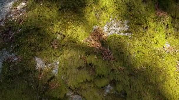 Mooi Close Uitzicht Steen Begroeid Met Groen Mos Prachtige Natuur — Stockvideo