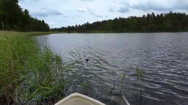 カモメが泳いでいる景色 夏の日の湖と緑の森林の美しい風景 美しい自然の背景 — ストック動画