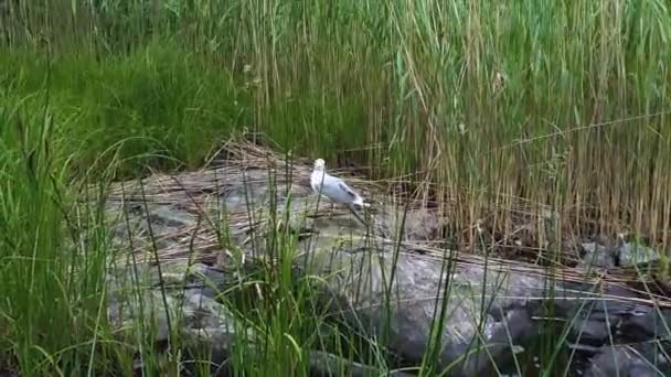 Vacker Utsikt Över Seagull Sitter Sten Sedan Simma Sjön Vackra — Stockvideo