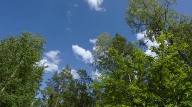 Mavi gökyüzü arka planda yüksek ağaçlar hareketli tops güzel görünümü. Güzel doğa arka planlar.