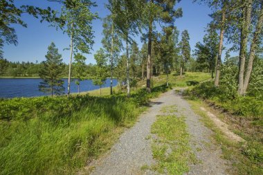 Güneşli yaz gününde doğanın güzel manzarası. Göl kıyısındaki yeşil uzun ağaçlar. Güzel doğa arka planlar.