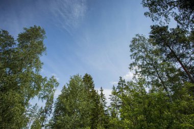 Mavi gökyüzündeki yüksek ağaçların yeşil manzarası ve arka plandaki bulutlar. Muhteşem doğa geçmişi..