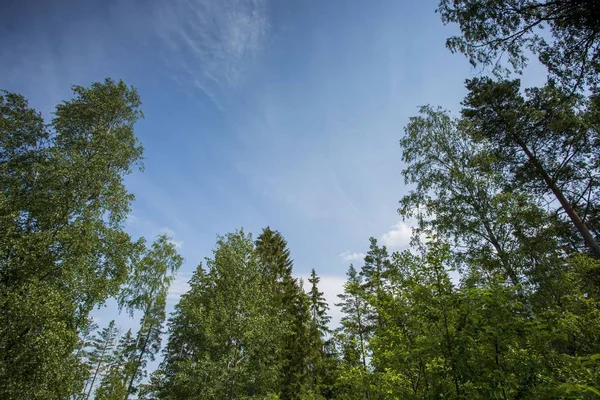 Прекрасний Вид Зелені Вершини Високих Дерев Фоні Блакитного Неба Хмар — стокове фото