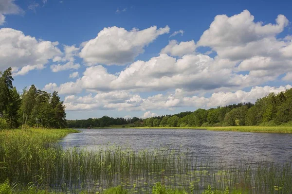 Superbe Paysage Naturel Lors Une Journée Été Plantes Vertes Surface — Photo