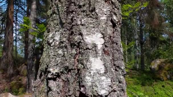 Güzel Eski Huş Ağacı Güzel Doğa Arka Planlar — Stok video