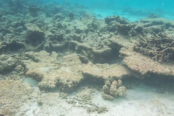 Blick Auf Niedliche Kleine Fische Die Sich Unter Korallen Verstecken — Stockfoto