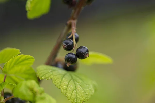 Nahaufnahme Der Schwarzen Johannisbeere Isoliert Schwarze Beeren Und Grüne Blätter — Stockfoto