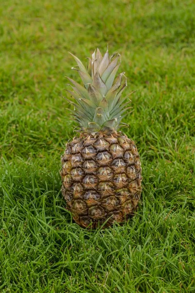Ananas Fruit Geïsoleerde Close Bekijken Verse Vruchten Achtergronden Gezond Eten — Stockfoto