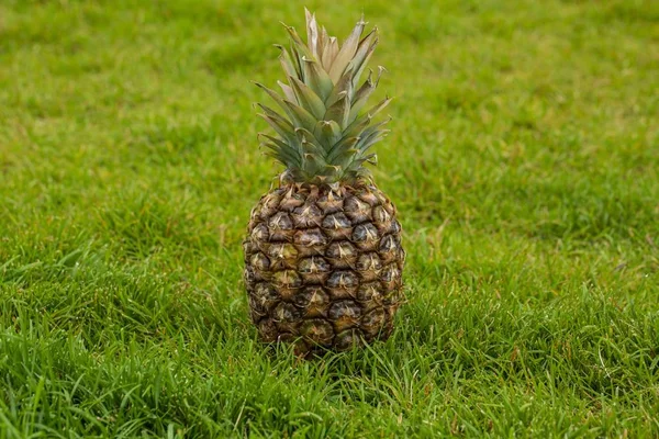 Ananas Fruit Geïsoleerde Close Bekijken Verse Vruchten Achtergronden Gezond Eten — Stockfoto