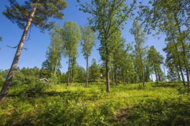 Güneşli yaz gününde muhteşem manzara manzarası. Mavi arka planda yeşil ağaçlar ve bitkiler. Güzel arka planlar.