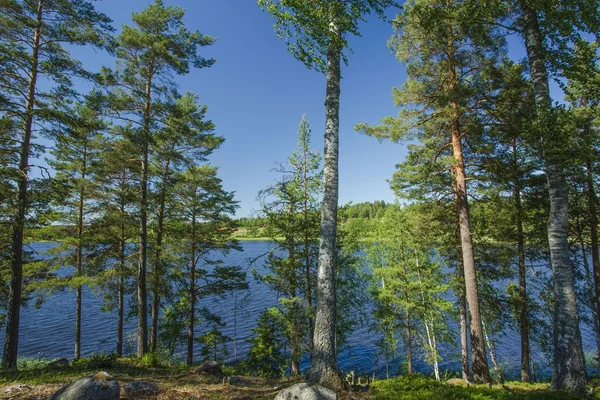 晴れた夏の日にゴージャスな自然の風景 青空を背景に湖の周りの緑の木や植物 美しい背景 — ストック写真