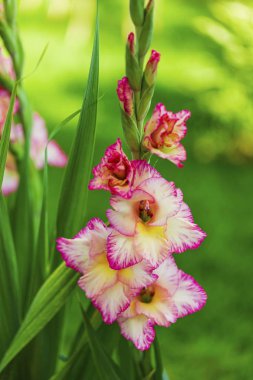 Yeşil yaprakları bir arka plana karşı izole muhteşem bir mor-kırmızı Glayöl çiçek üst görünümü. Güzel arka planlar.