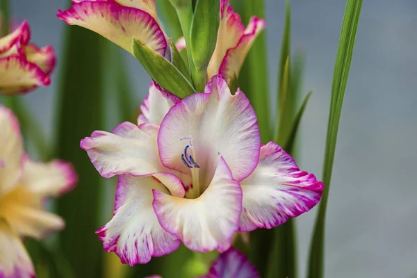 Vista Superior Uma Linda Flor Magenta Gladiolus Isolado Contra Fundo — Fotografia de Stock