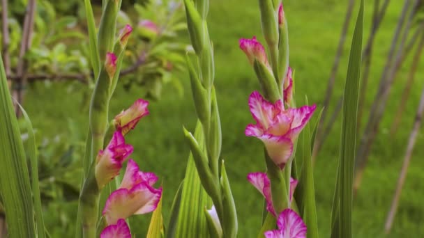 Top View Gorgeous Magenta Gladiolus Flower Isolated Background Green Leaves — Stock Video