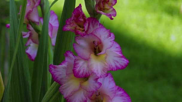 Top View Gorgeous Magenta Gladiolus Flower Isolated Background Green Leaves — Stock Video