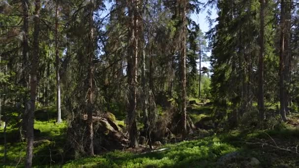 青空を背景に緑の松の木と森の岩の丘のゴージャスな景色 美しい自然景観の背景 — ストック動画