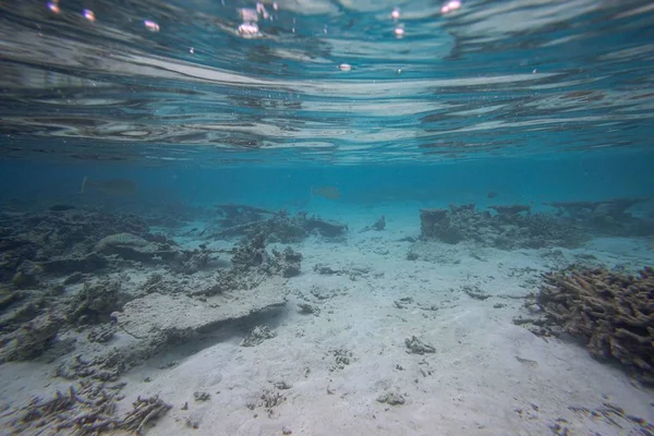 Όμορφη Θέα Του Υποβρύχιου Κόσμου Νεκρά Κοραλλιογενείς Υφάλους Καταγάλανα Νερά — Φωτογραφία Αρχείου